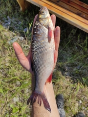 Leuciscus idus