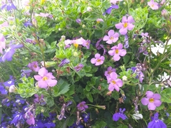 Chaenostoma cordatum