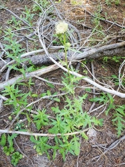Cirsium remotifolium