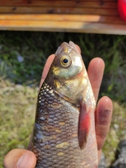 Leuciscus idus
