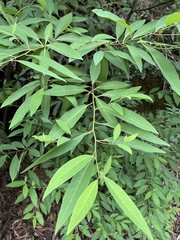 Litsea cubeba