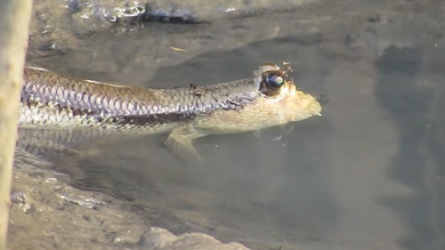 Periophthalmodon freycineti
