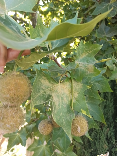 Platanus orientalis, photographed by an iNaturalist contributor