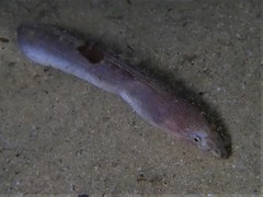 Fringed-Lipped Snake-Eel photo 5