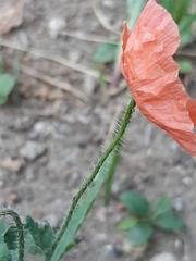 Papaver rhoeas