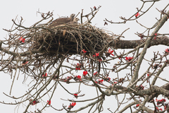 Haliaeetus ichthyaetus