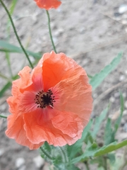 Papaver rhoeas
