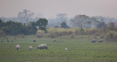 Rhinoceros unicornis