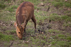 Axis porcinus
