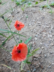 Papaver rhoeas