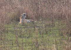 Panthera tigris tigris