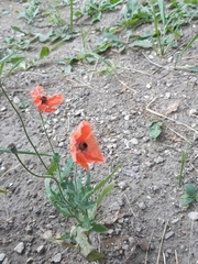 Papaver rhoeas