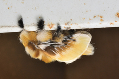 Megalopyge xanthopasa