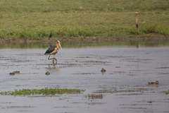 Leptoptilos javanicus