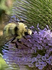 Bombus vandykei