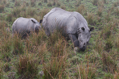 Rhinoceros unicornis