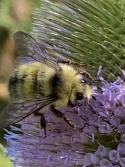 Bombus vandykei