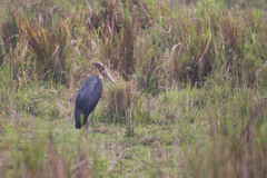 Leptoptilos javanicus