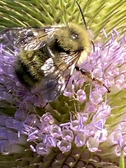 Bombus vandykei