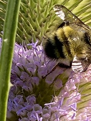 Bombus vandykei
