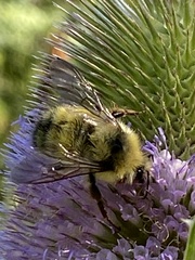 Bombus vandykei