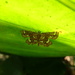 Cymoriza taiwanalis - Photo 由 原蟲 所上傳的 (c) 原蟲，保留部份權利CC BY-NC