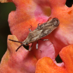 Teleonemia scrupulosa