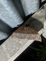 Ischyja manlia