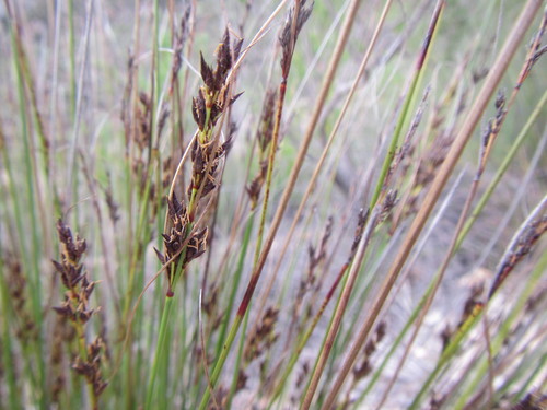 Image of Schoenus submarginalis by (c) douglaseustonbrown, some rights reserved (CC BY-SA)