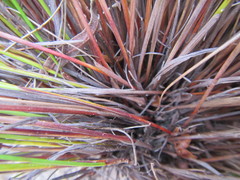 Schoenus submarginalis