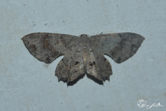 Dysaethria quadricaudata