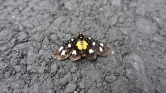Mimeusemia vilemani