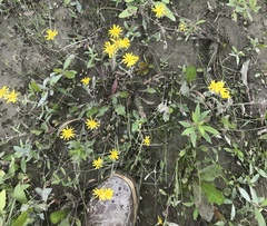 Hieracium lepidulum