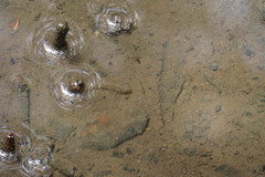 Wuhanlinigobius polylepis