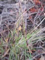 Schoenus submarginalis