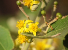 Grewia tiliifolia