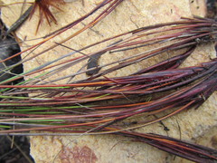 Schoenus submarginalis