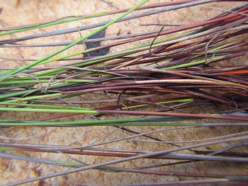 Image of Schoenus submarginalis by (c) douglaseustonbrown, some rights reserved (CC BY-SA)