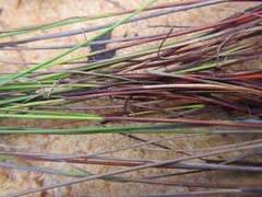 Schoenus submarginalis