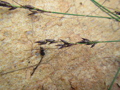 Schoenus submarginalis