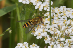 Syrphus ribesii