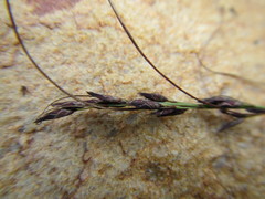 Schoenus submarginalis