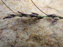 Schoenus submarginalis