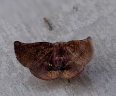 Garaeus