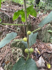 Ficus simplicissima
