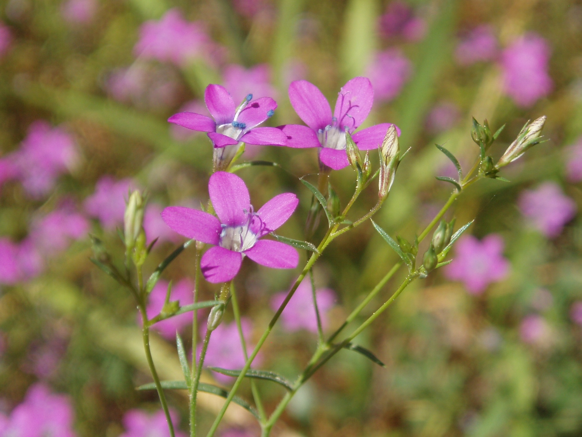Gilia leptantha