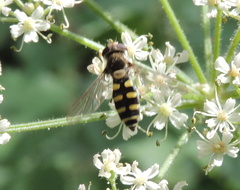 Melangyna labiatarum