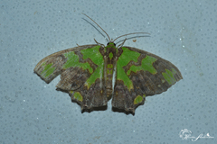 Agathia carissima