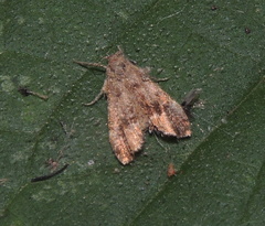 Bactra lancealana