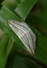 Scopula opicata